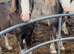 2 stunning colt foals