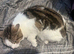 Gorgeous Female mix breed Tabby