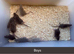 Baby’s rats 6 weeks/8week