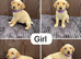 Goldador puppies 10 weeks old