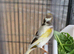 Canary