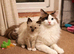 Bicolour ragdoll boy