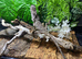 Sub Adult Frilled Dragons at Birmingham Reptiles