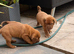 KC Registered Dogue de Bordeaux pups with champions