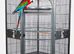 Blue and gold macaw