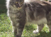 Last two (16 weeks old) female mainecoon kittens