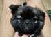 Male Tibetan Spaniel