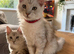 6 month Tica Maine coon boys