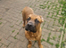 6 month Cane Corso X