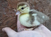 Muscovies duckling and layers