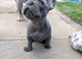 French bulldog puppies