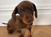 KC Registered Miniature Dachshund