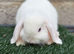 Pure breed mini lop