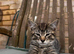 Kittens for sale, ready on the 22nd September
