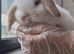 Baby bunny ready for booking!!