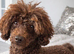 TOY POODLE PUPPIES