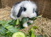 Beautiful Mini lop babies