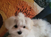Korean Maltese Puppy male