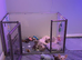 Final reductions.. micro frenchie puppies. Need their forever sofas