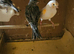 Mixed Canaries