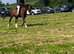 12.2hh 10 year old registered welsh section b gelding
