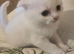 Adorable Scottish Fold Kittens looking for Forever Home