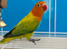 Lovebird with DNA