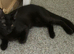 Maine coon kittens looking for their forever home two beautiful boys left full bread Maine coons