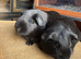 Mother and Daughter Black Pet Self