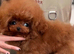 Teacup korean asian toy poodle stud
