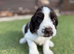 Cocker spaniel puppies