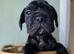 4 chunky boy frenchbulldog x labrador READY IN 8 DAYS