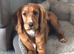 Golden Working Cocker Spaniel Puppies