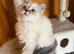 Outstanding British Longhair