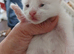 Rag doll x mixed breed kittens