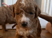 Cockapoo Puppys
