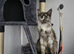Mainecoon female