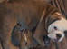 English Bulldog Puppies