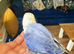 Hand tame beautiful love birds
