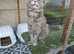 3 x 2year old female maine coon cats