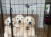Stunning KC reg Show line Golden Retriever Puppies