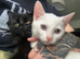 4 month male kitten for sale