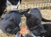 2 gorgeous black kittens