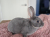 Mini rex kits