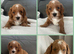 toy cavapoos!!!