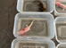 Rescue Axolotl Looking For New Homes