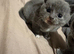 British shorthair kittens