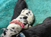 Girl Daniff Puppies. Great Dane x Mastiff