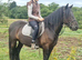 Stunning registered Dales gelding