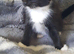 4 beautiful kittens for sale
